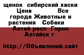 щенок  сибирский хаски › Цена ­ 12 000 - Все города Животные и растения » Собаки   . Алтай респ.,Горно-Алтайск г.